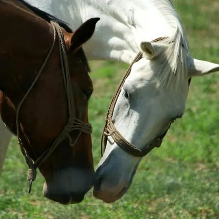 Of Ilidza And Rakovica Ferienhaus Sarajevo